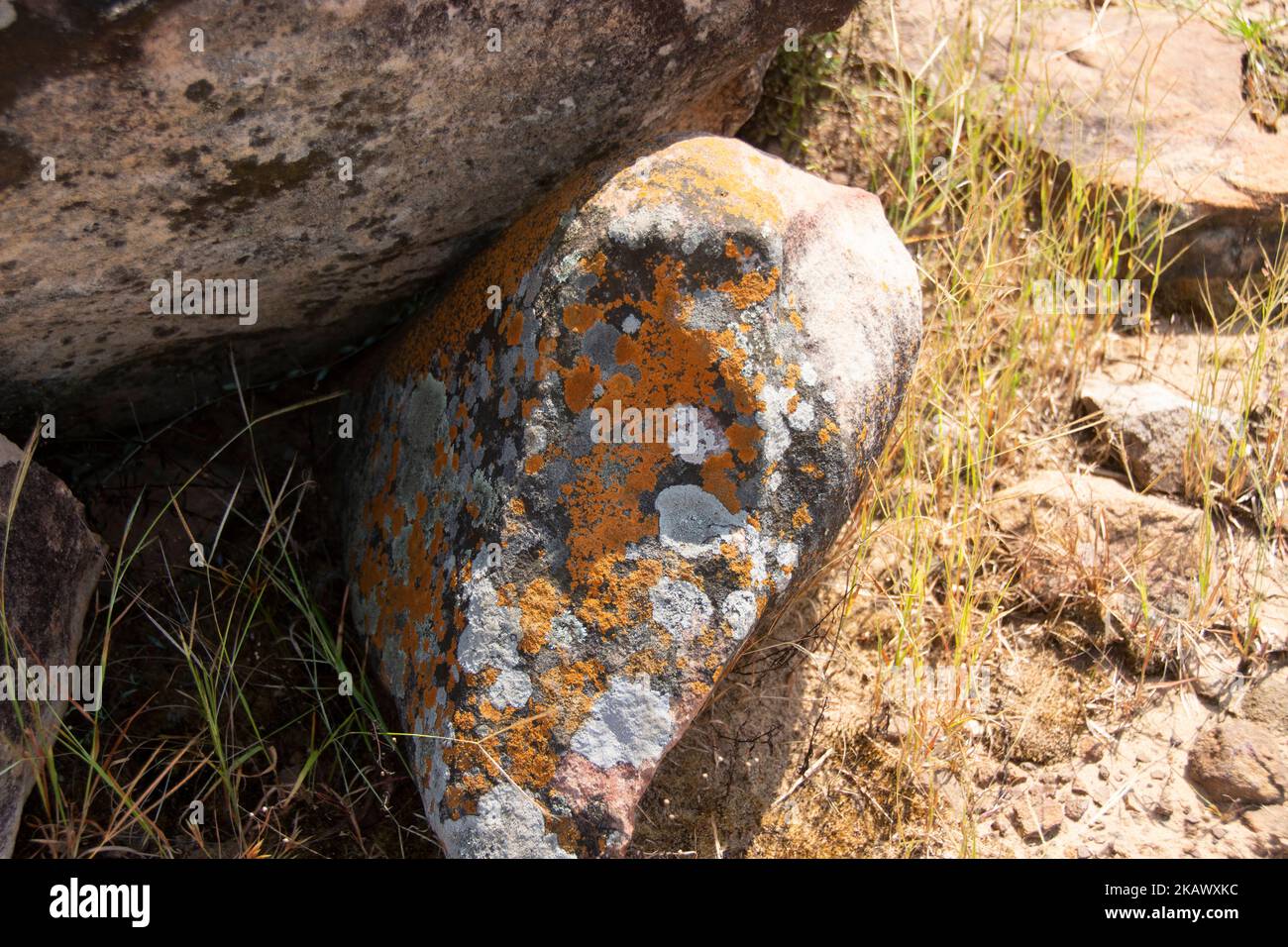 Yellow and white lichen sticked to rocks of Chota Nagpur Plateau,India. Stock Photo