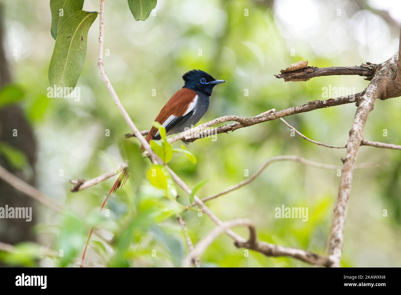 African paradise-flycatcher (Terpsiphone viridis), rufous morph male. There is also a white morph Stock Photo