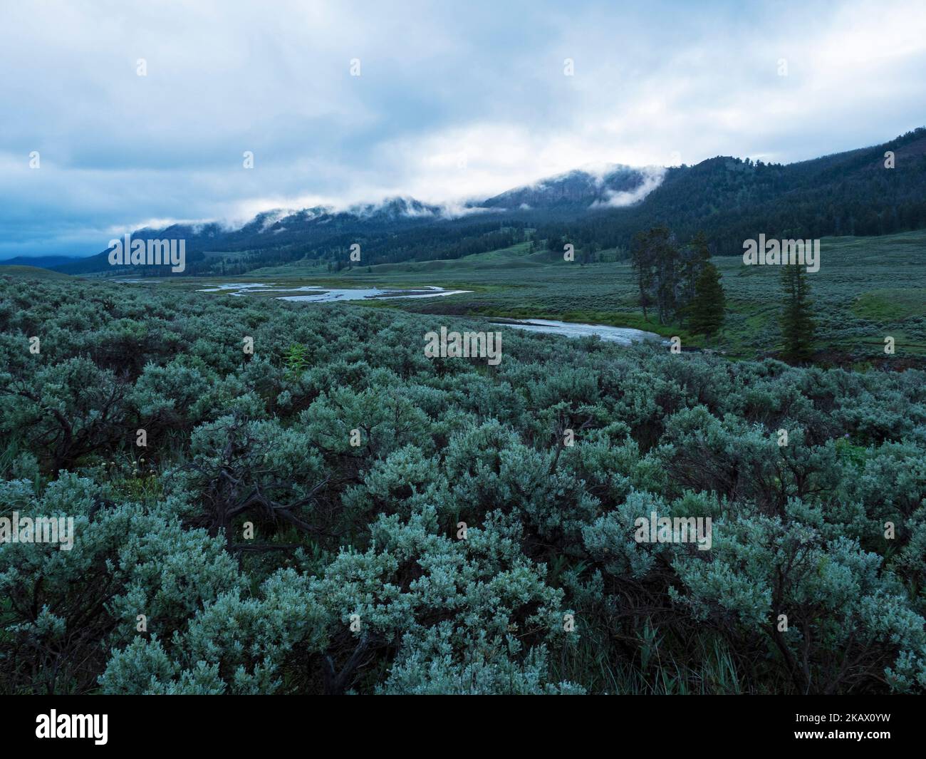 Cottonwood trees lamar valley hi-res stock photography and images - Alamy