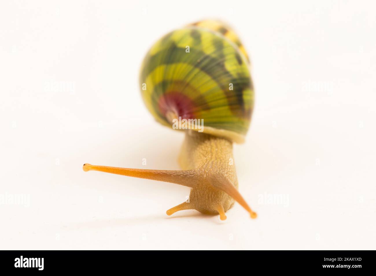 arboreal pulmonate land snail Amphidromus palaceus isolated on white background Stock Photo