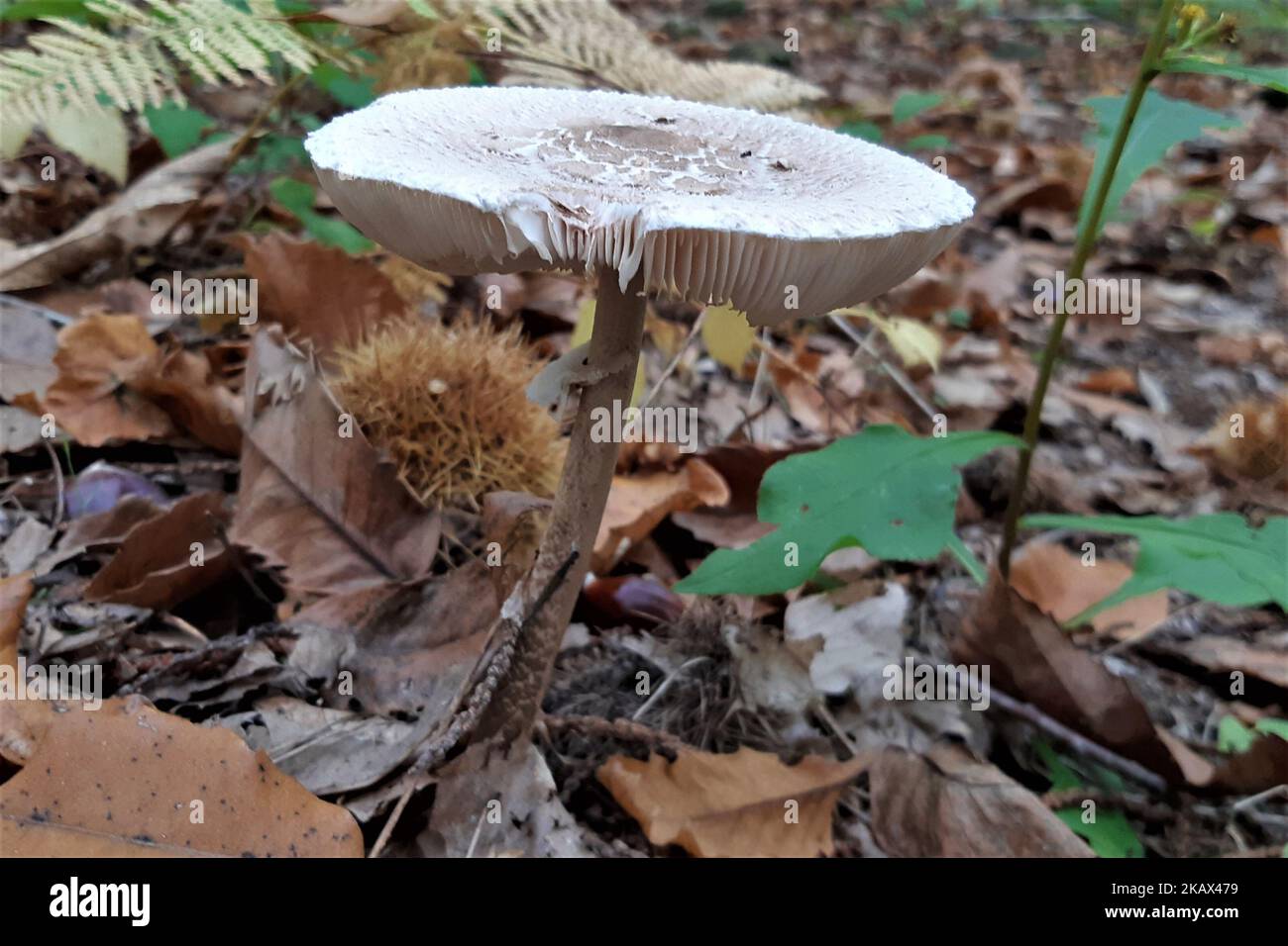 Close up of a mushroom on the ground in the middle of the forest Stock Photo