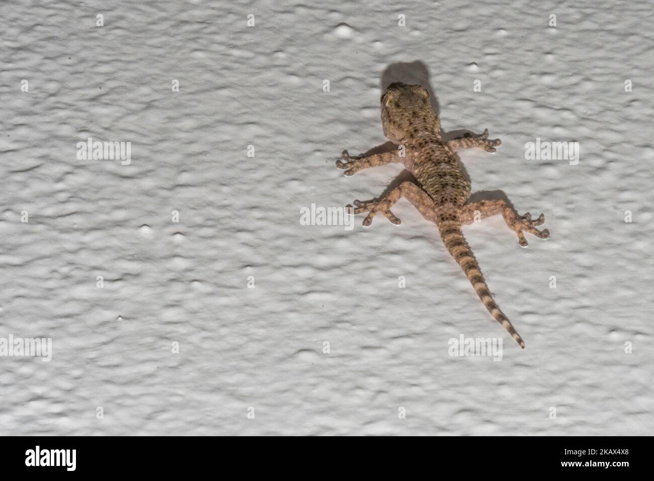 Small gecko on the house wall Stock Photo
