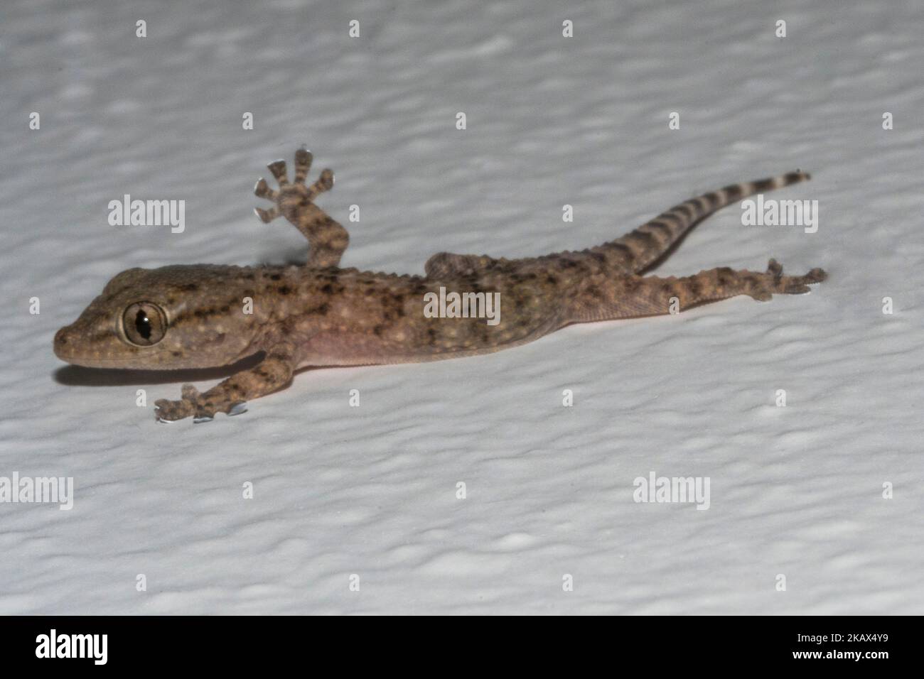 Small gecko on the house wall Stock Photo