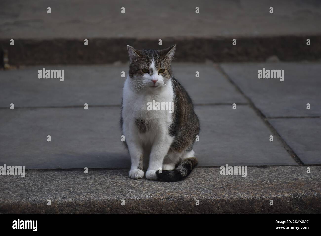 Larry, No 10 cat is pictured outside Downing Street, London on March 21