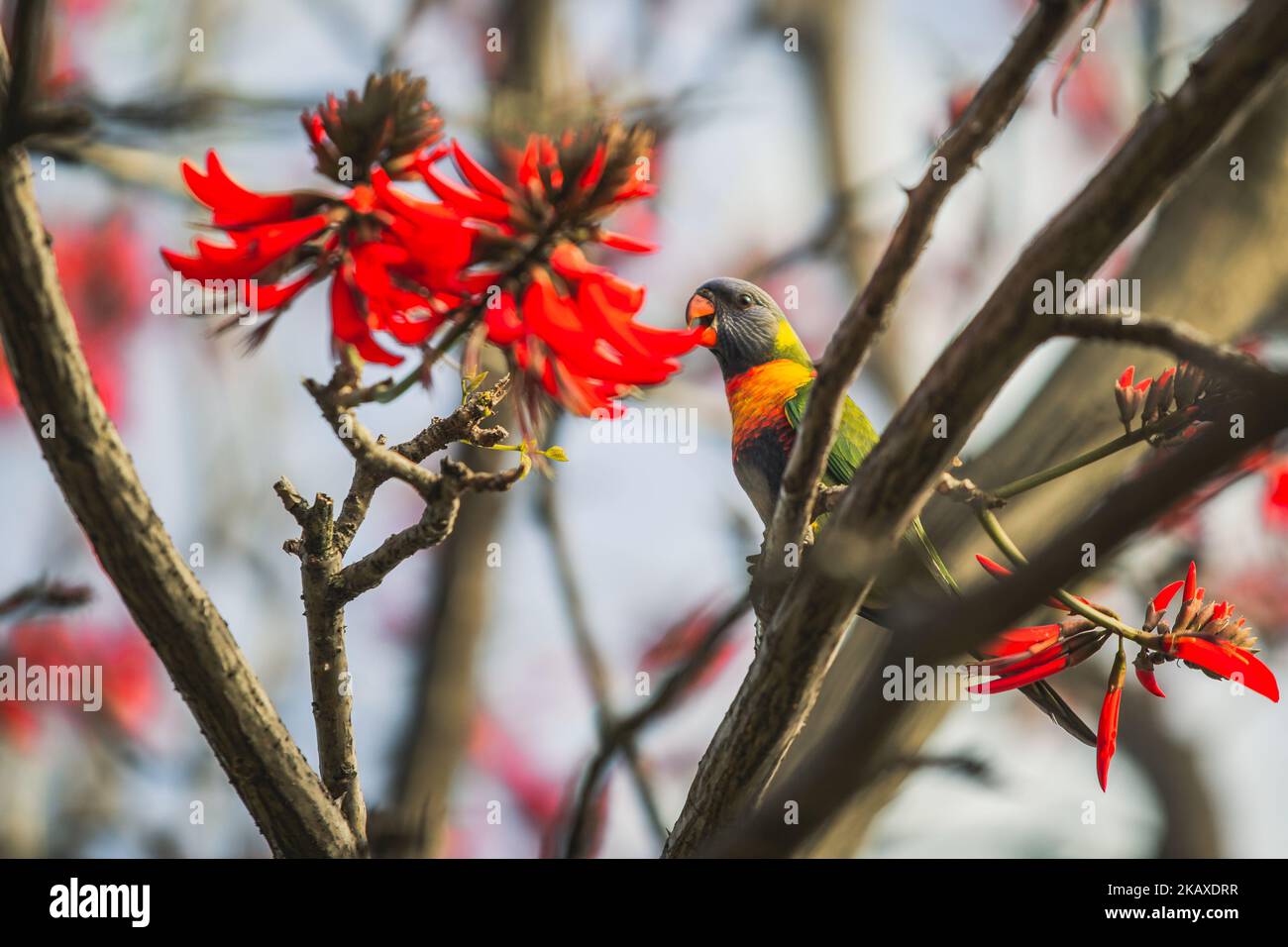 A closeup shot of a Trichoglossus parrot perched on a Erythrina tree Stock Photo