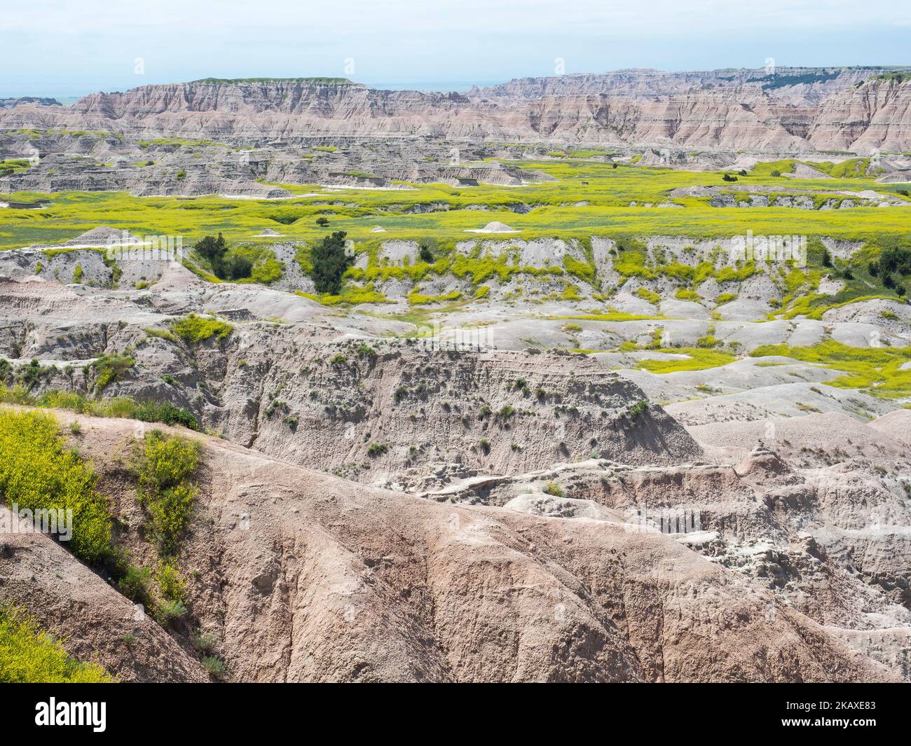 Badlands Wildnerness and Ribbed melilot Melilotus officinalis from ...
