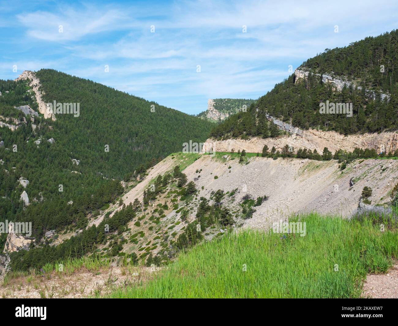 Coniferous woodland, from the viewpoint on Highway 14 Scenic Byway, Bighorn National Forest, Wyoming, USA, July 2019 Stock Photo