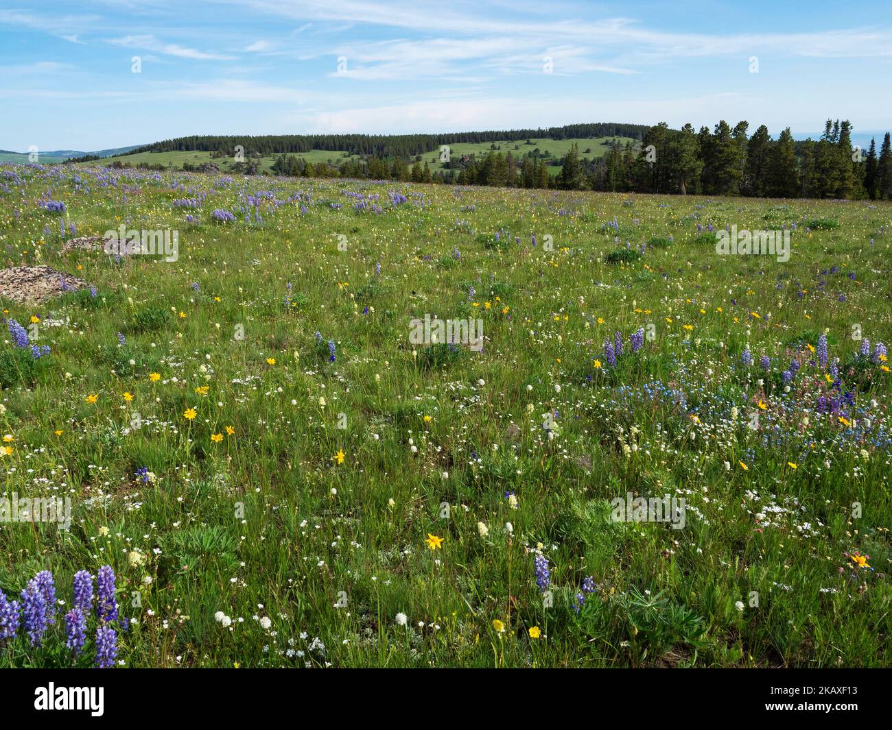 Alpine meadow beside Highway 14 Scenic Byway, Bighorn National Forest, Wyoming, USA, July 2019 Stock Photo
