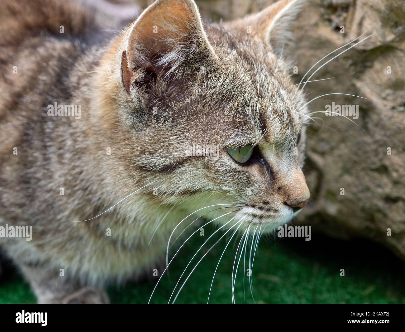 A closeup shot of an Arabian wildcat outdoors Stock Photo