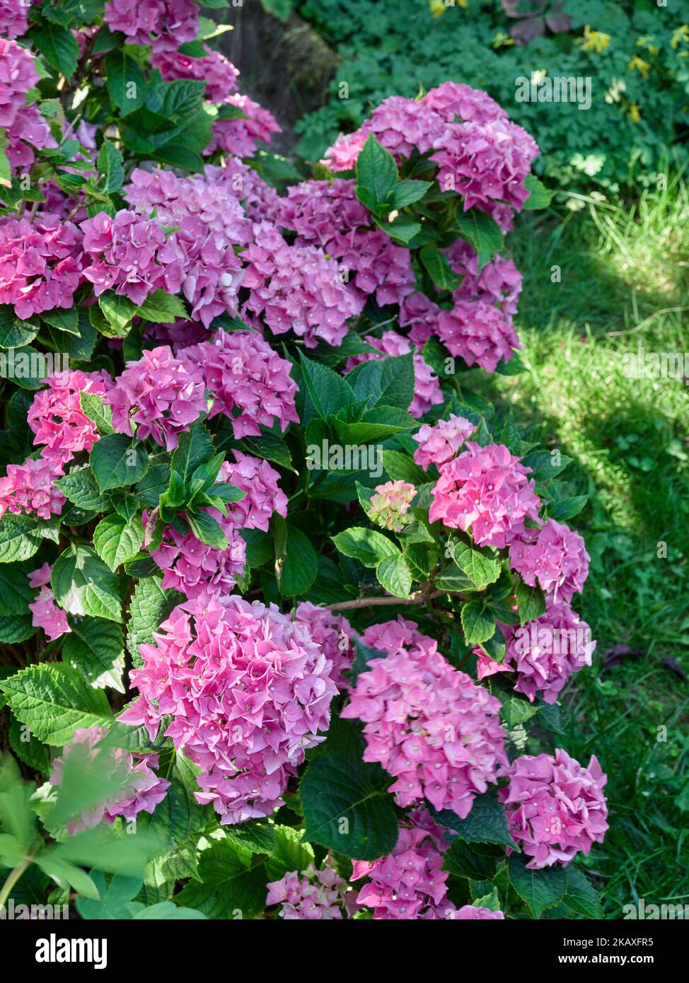 A selective closeup of pink flowering hydrangea (hortensia) shrubs ...
