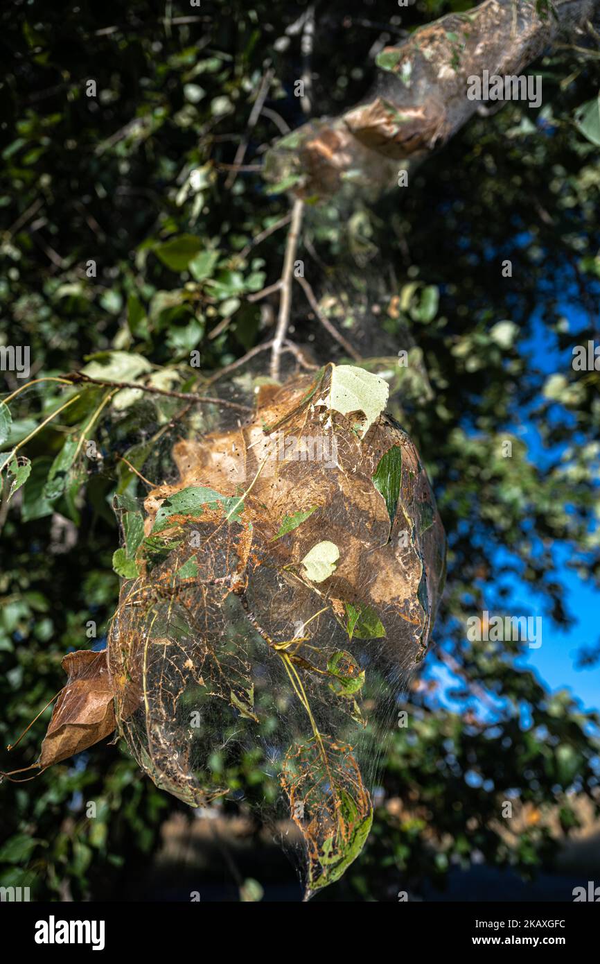 Web Build by the Western Tent Caterpillar (Malacosoma californicum) Stock Photo