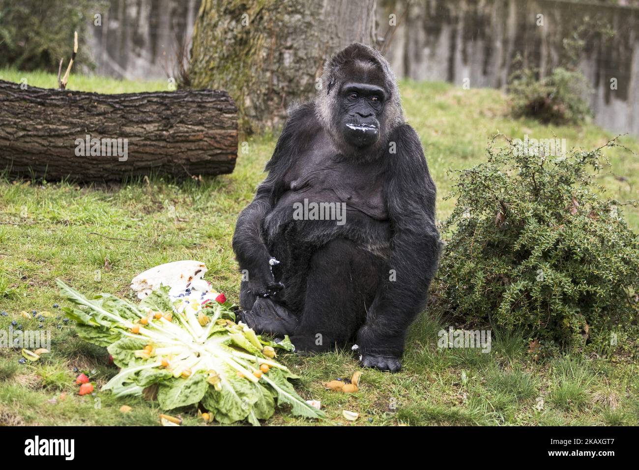 World's oldest known gorilla, Fatou, eats her birthday cake as she