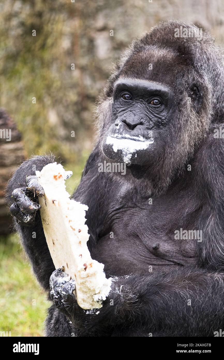 World's oldest known gorilla, Fatou, eats her birthday cake as she