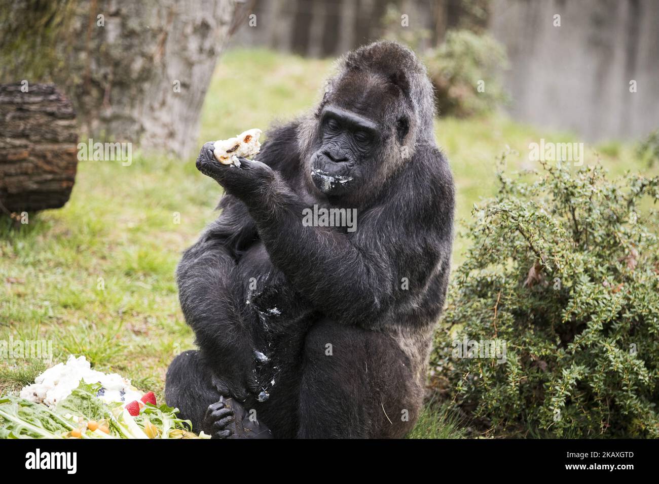 World's oldest known gorilla, Fatou, eats her birthday cake as she(02)