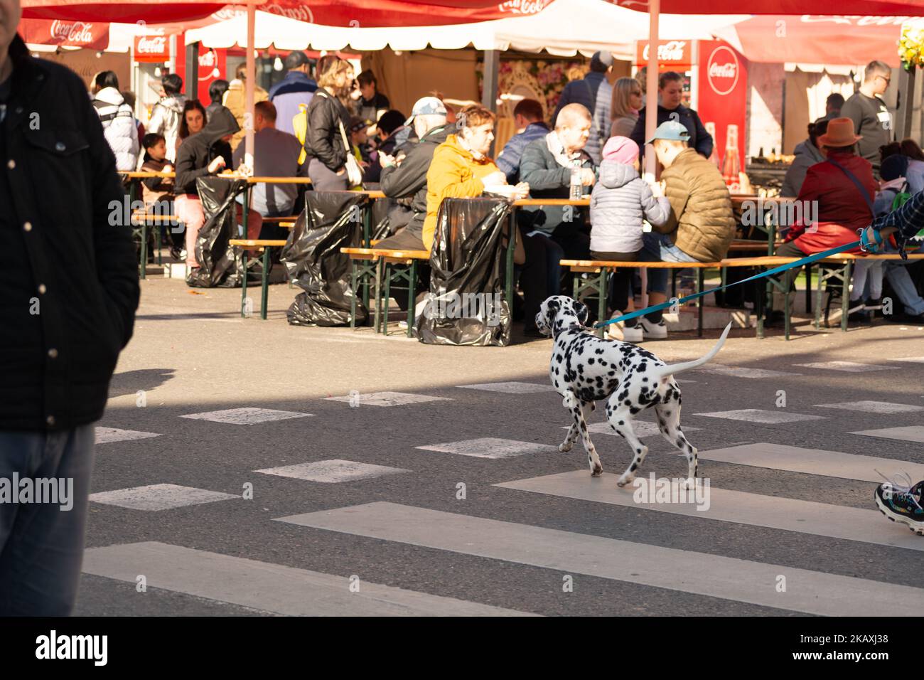 Chisinau, Moldova - October 15, 2022: A dog of the Dalmatian breed runs