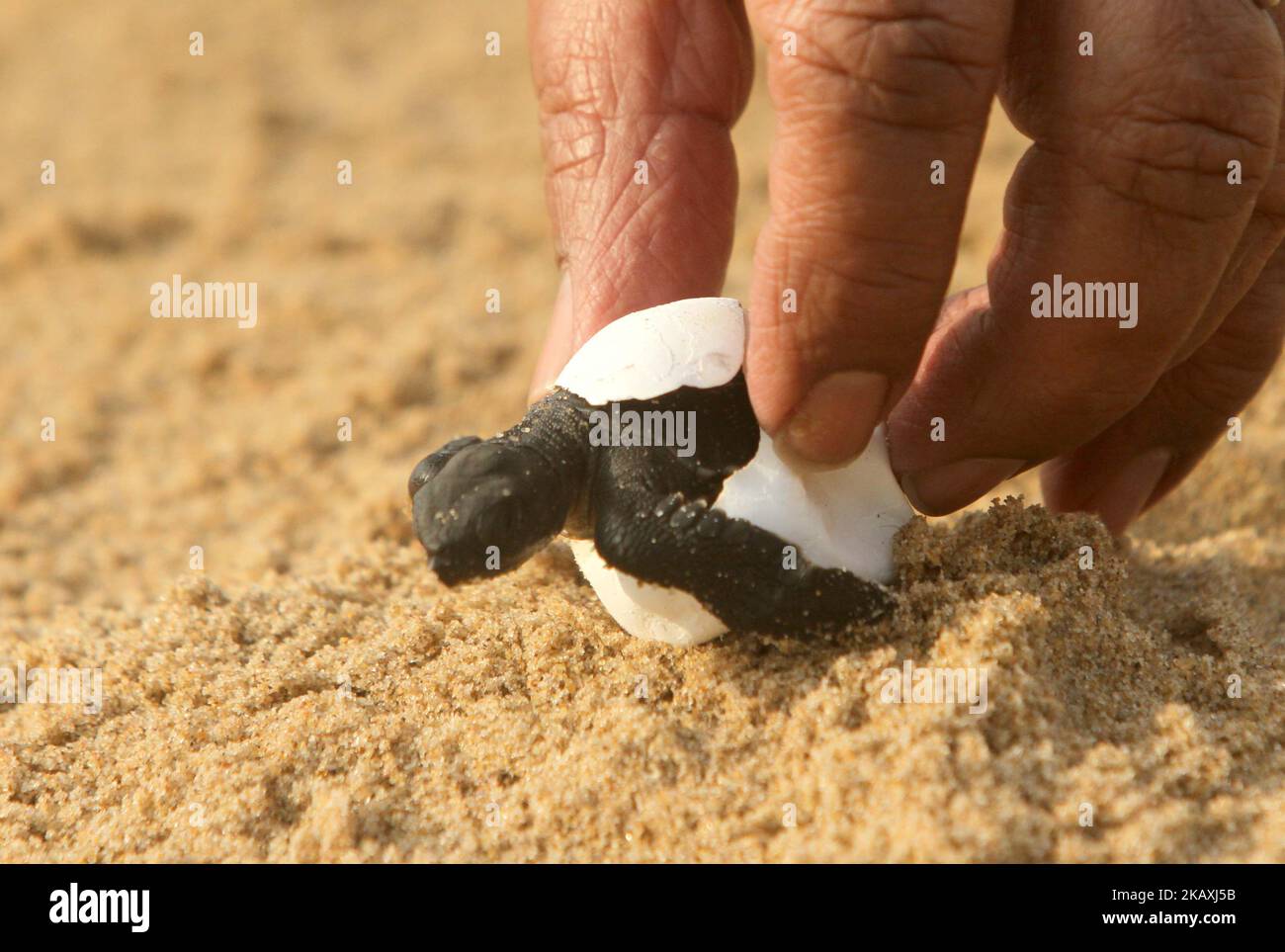 Newly hatching baby Olive Ridley turtles crawl at the Rushikulya river mouth beach enters into