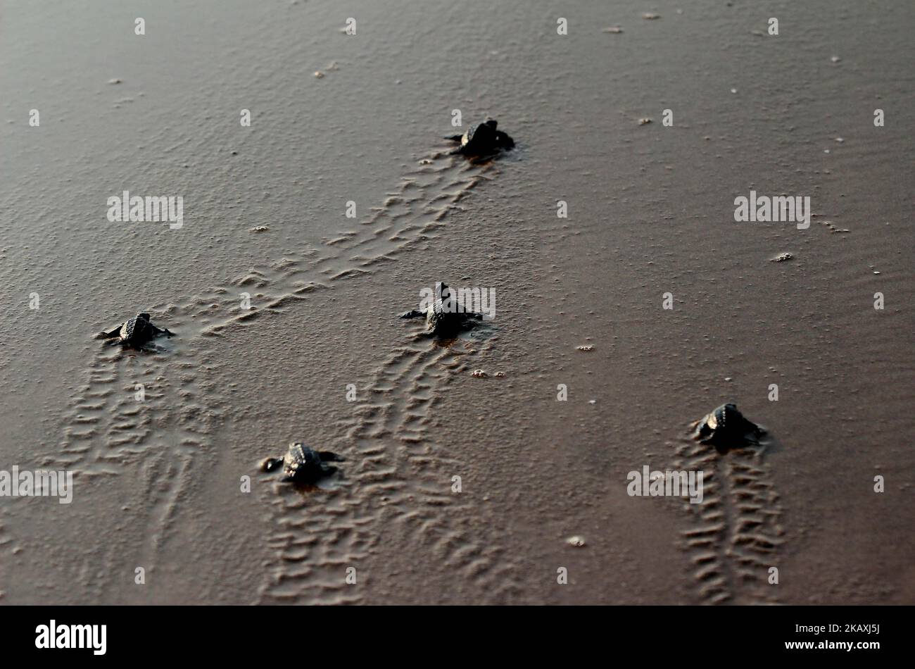 Newly hatching baby Olive Ridley turtles crawl at the Rushikulya river mouth beach enters into the water of Bay of Bengal Sea near Podampeta coastal village in Ganjam district, 140 km away from the eastern Indian state Odisha's capital city Bhubaneswar on 17 April 2018. Millions of baby Olive Ridley turtles enters in the Bay of Bengal Sea every year as it is the end process of the mass nesting of endangered Olive Ridley turtles. (Photo by STR/NurPhoto) Stock Photo