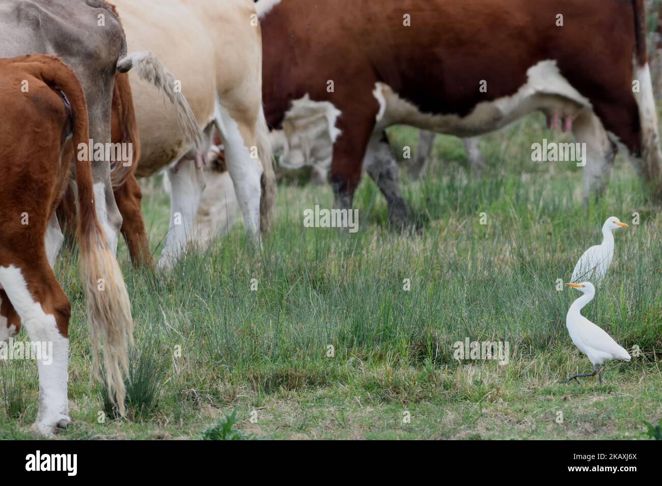 Cattle egrets (Bubulcus ibis) doing what they do: lurking round cattle to pick invertebrates disturbed by the moving cows. Dungeness, Kent, UK. Stock Photo