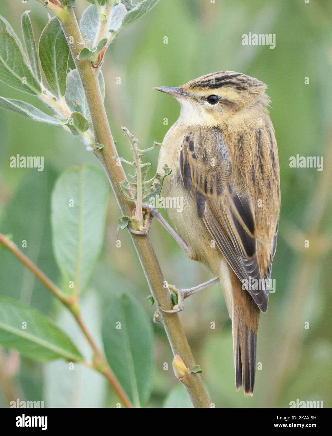 A sedge warbler (Acrocephalus schoenobaenus) singing in a shrub. Dungeness, Kent, UK. Stock Photo