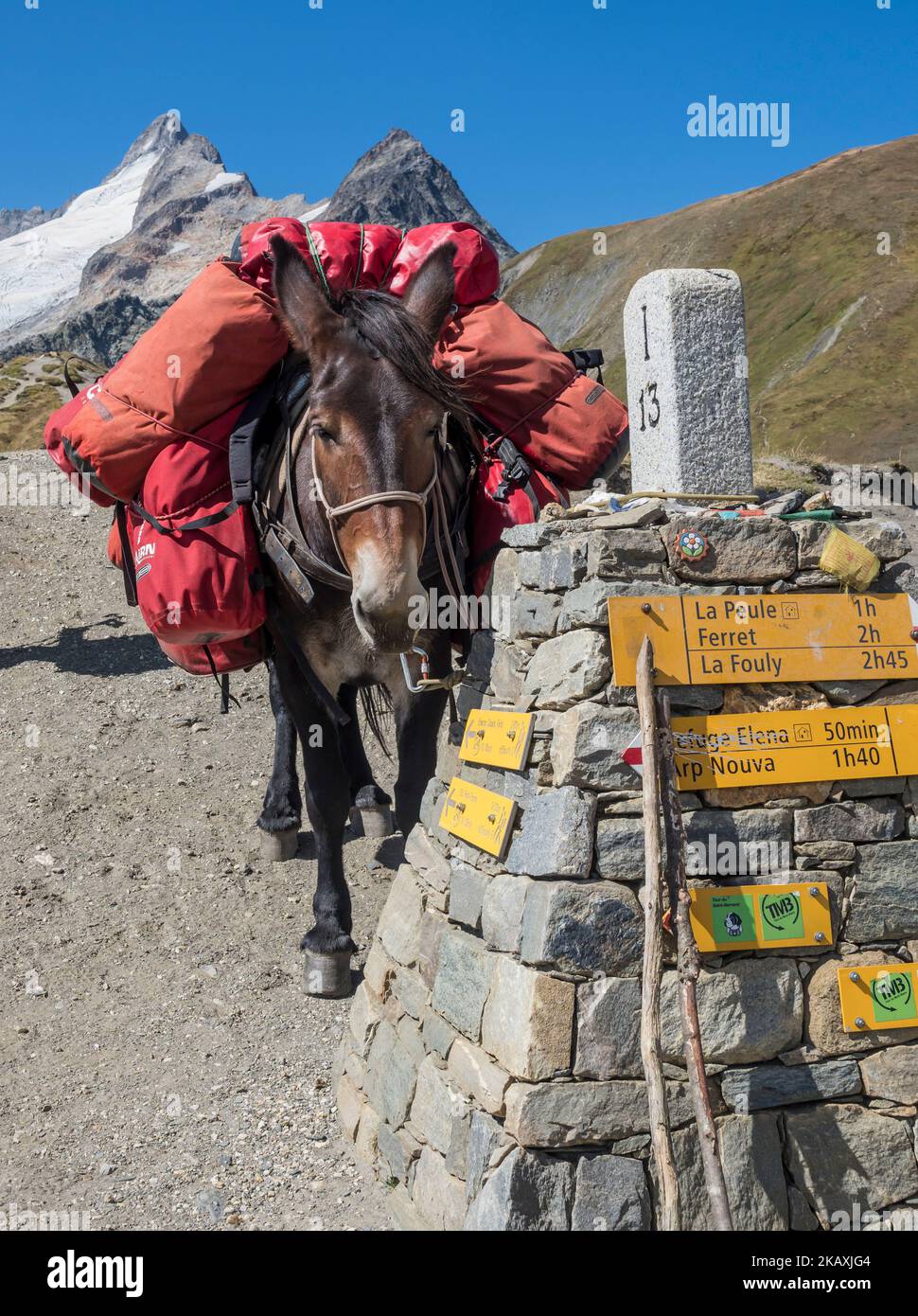 Pack animal at the Grand Col Ferret, carries luggage of hiking groups on the tour Mont Blanc, border Italy-Switzerland Stock Photo