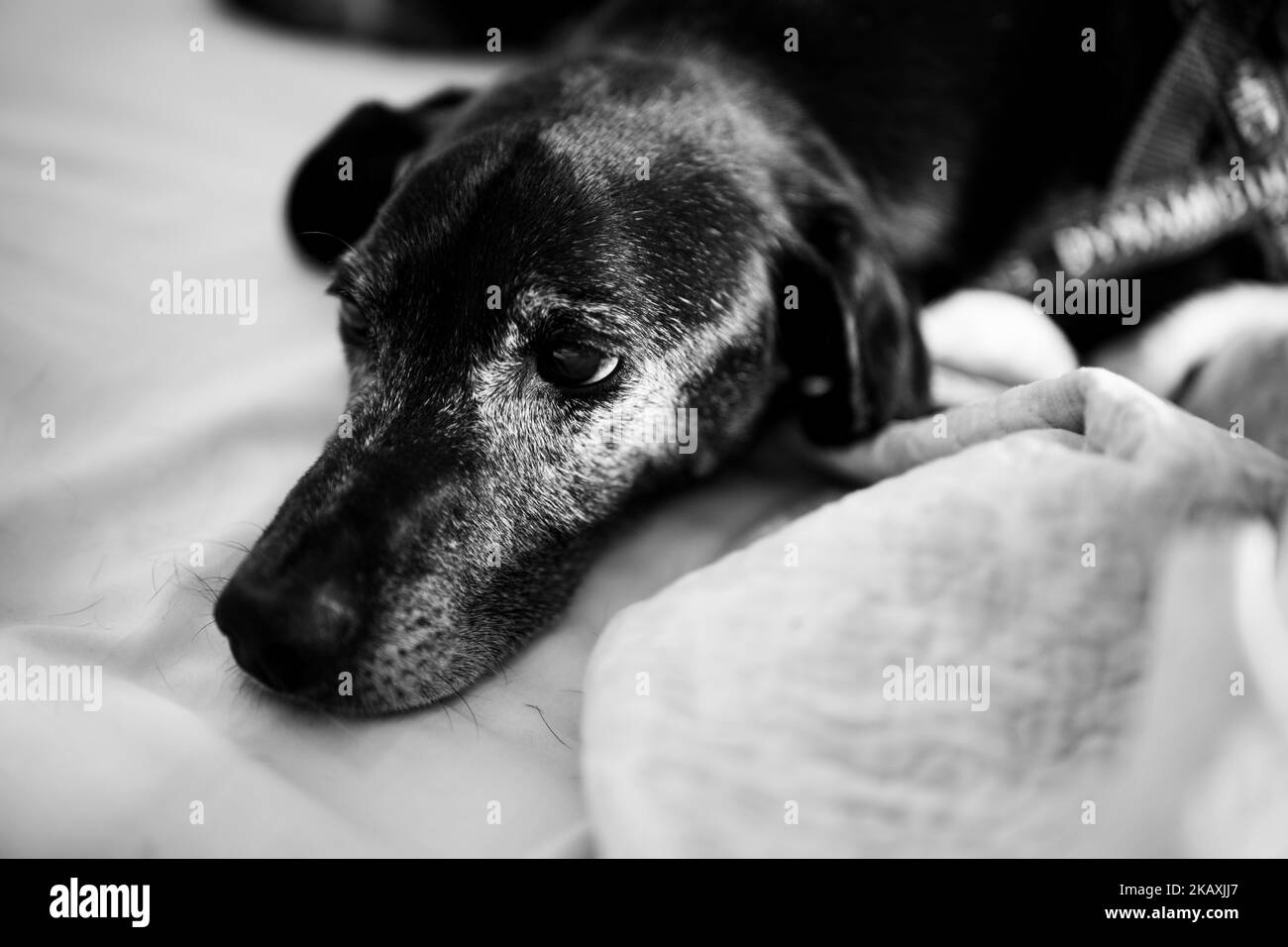 A grayscale of a black dog in a room Stock Photo