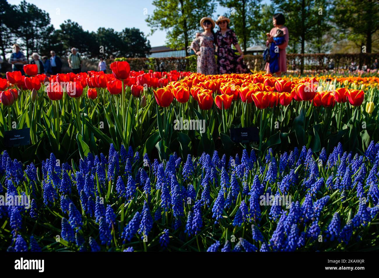 April 21, 2018 - Lisse. Keukenhof is also known as the Garden of Europe one of the world's largest flower gardens in Lisse, The Netherlands. The theme for Keukenhof 2018 is 'Romance in Flowers'. The park houses many early flowering species and the Willem-Alexander pavilion is already showing over 500 varieties of flowering tulip. Keukenhof is the place to enjoy millions of flowering tulips, daffodils and other bulb flowers this spring. By the time it closes on 13 May 2018, the flower exhibition will have received over one million visitors from across the globe. (Photo by Romy Arroyo Fernandez/ Stock Photo