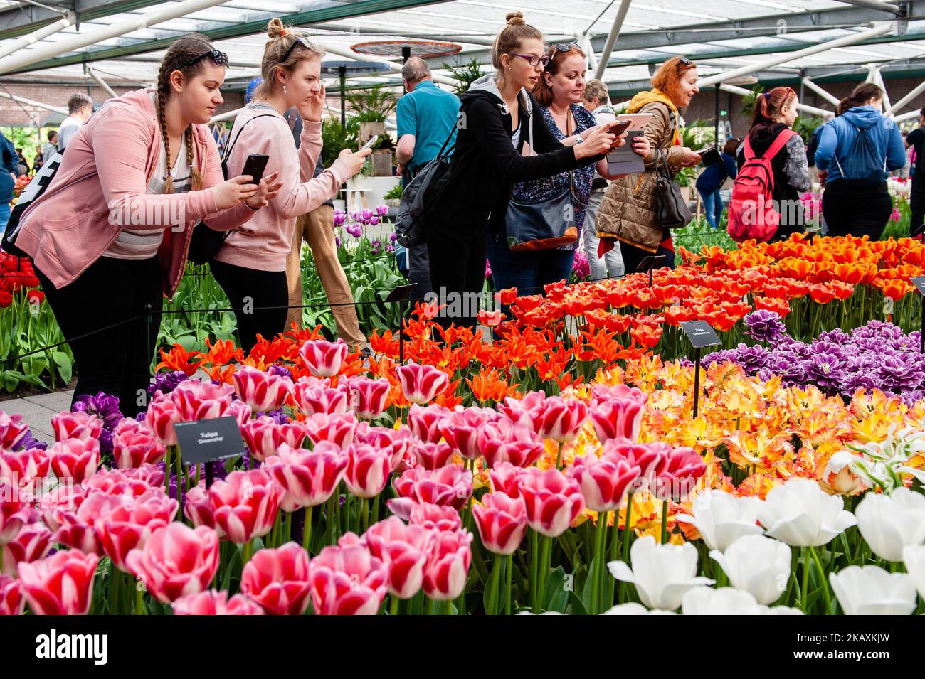 April 21, 2018 - Lisse. Keukenhof is also known as the Garden of Europe one of the world's largest flower gardens in Lisse, The Netherlands. The theme for Keukenhof 2018 is 'Romance in Flowers'. The park houses many early flowering species and the Willem-Alexander pavilion is already showing over 500 varieties of flowering tulip. Keukenhof is the place to enjoy millions of flowering tulips, daffodils and other bulb flowers this spring. By the time it closes on 13 May 2018, the flower exhibition will have received over one million visitors from across the globe. (Photo by Romy Arroyo Fernandez/ Stock Photo
