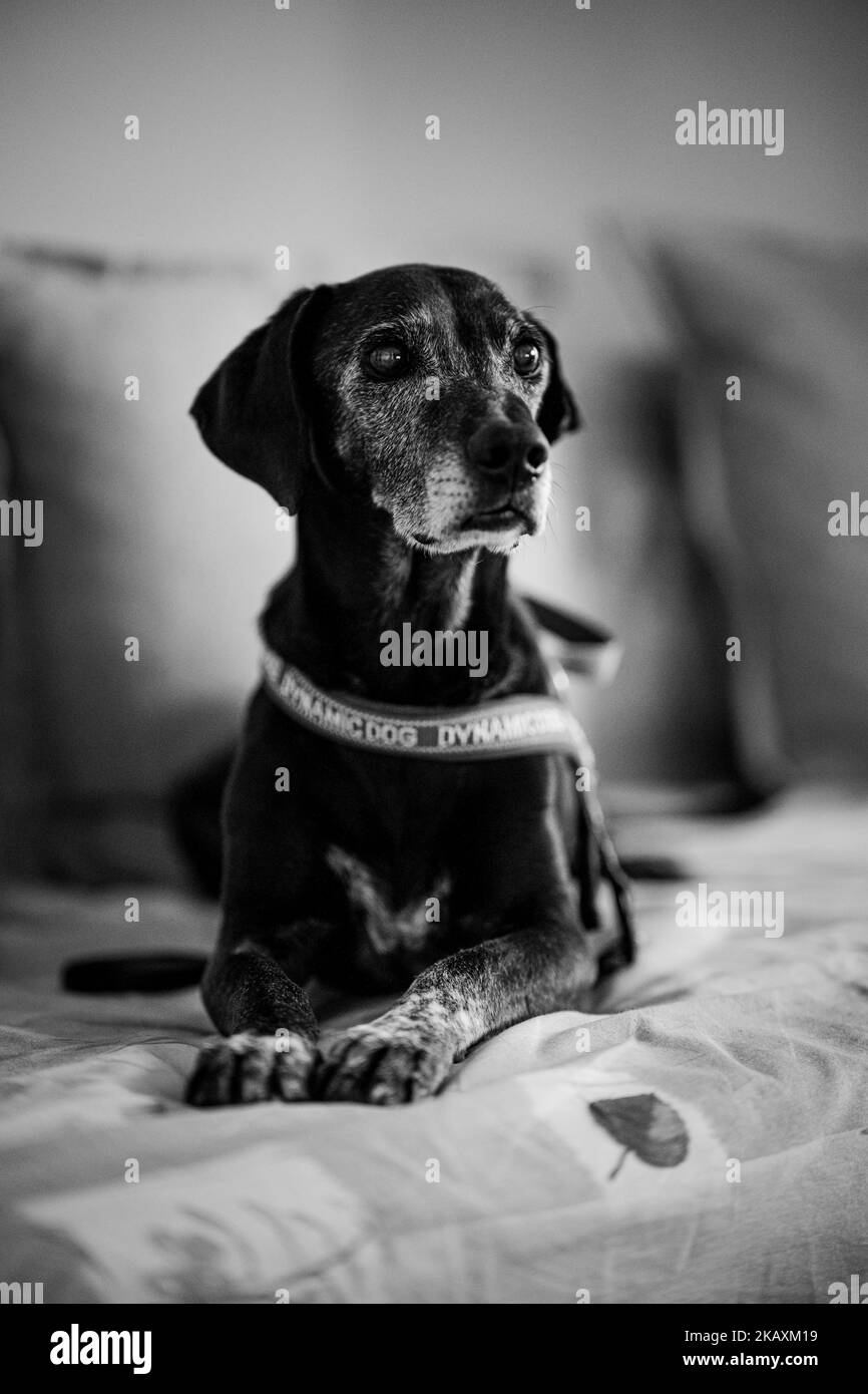 A grayscale of a black dog in a room Stock Photo