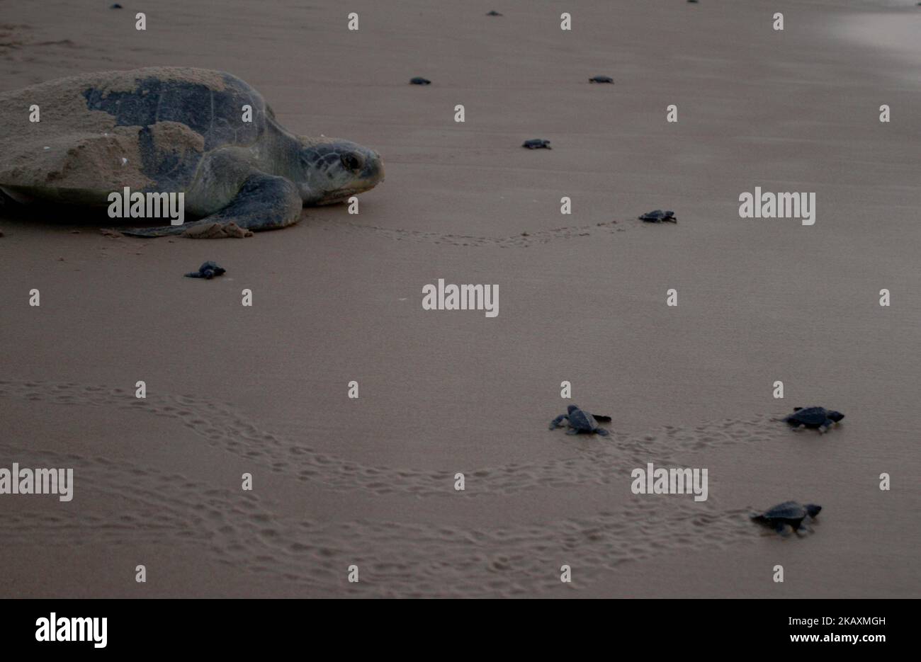 Newly hatching baby Olive Ridley turtles are seen at the Rushikulya river mouth beach as they crawl to enter into the Sea as mother Olive Ridley turtle also enters along with them after laying eggs at the beach at Podampeta village of Ganjam district, 140 km away from the eastern Indian state Odishaâ€™s capital city Bhubaneswar, on April 23, 2018. Olive Ridley turtles choose Bay of Bengal Sea's eastern coast beaches for their annual nesting. (Photo by STR/NurPhoto) Stock Photo