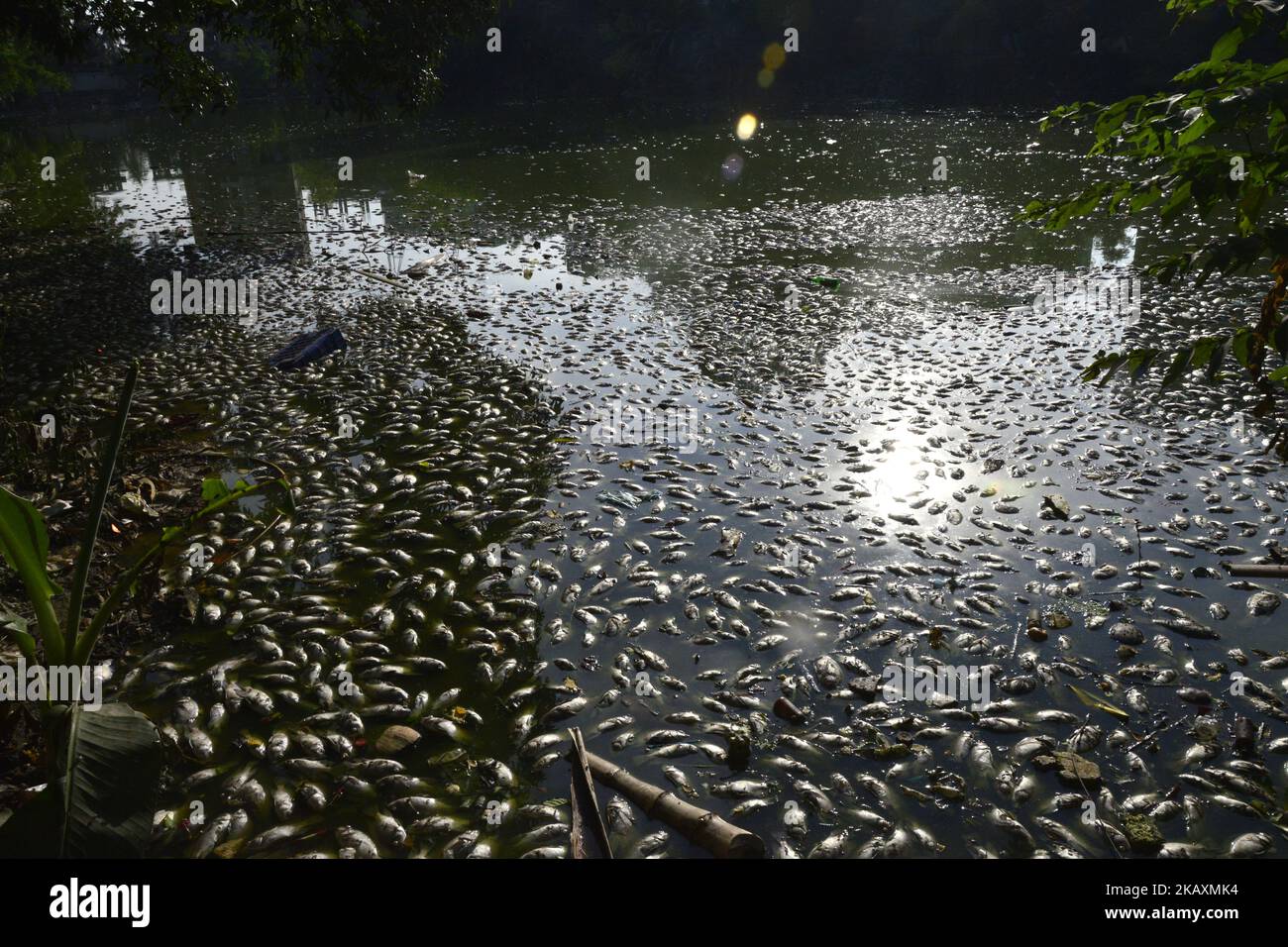 Thousands of dead fish float in the Uttara Lake in Dhaka City, Bangladesh, on November 11, 2017. Chemical pollutions or abnormal change in the pH (potential of hydrogen) or Oxygen level from the water for the massive death of fish experts says. (Photo by Mamunur Rashid/NurPhoto) Stock Photo