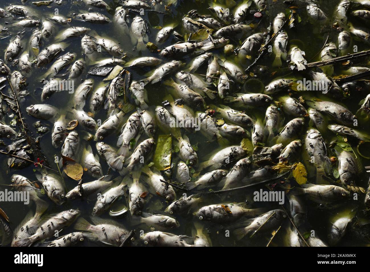 Thousands of dead fish float in the Uttara Lake in Dhaka City, Bangladesh, on November 11, 2017. Chemical pollutions or abnormal change in the pH (potential of hydrogen) or Oxygen level from the water for the massive death of fish experts says. (Photo by Mamunur Rashid/NurPhoto) Stock Photo