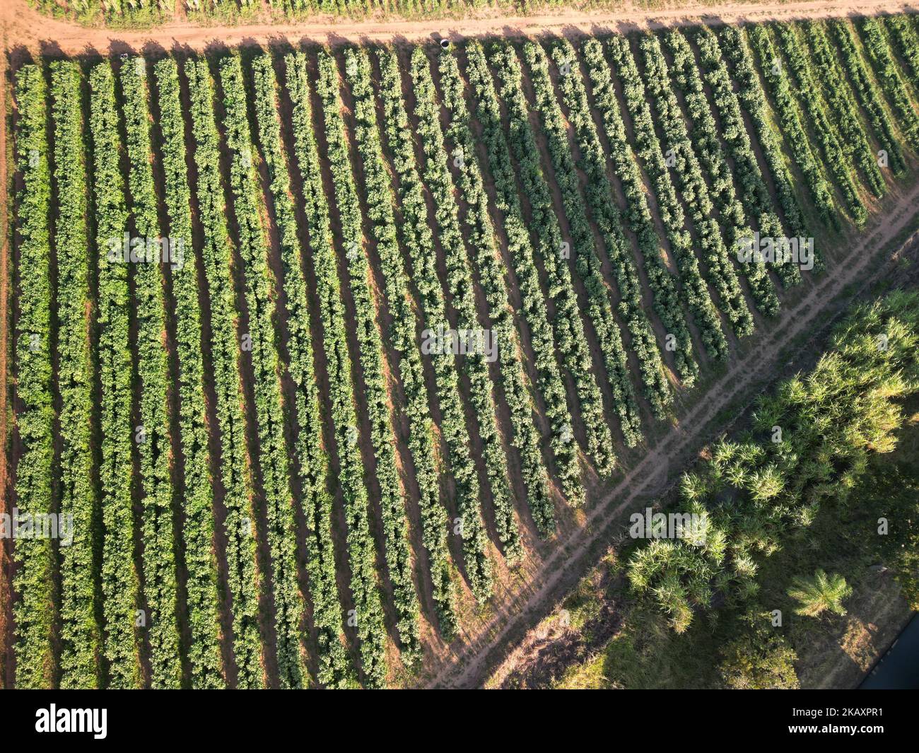 Tree Planation Rows An aerial of even plantation rows in the countryside of Urania, USA ...