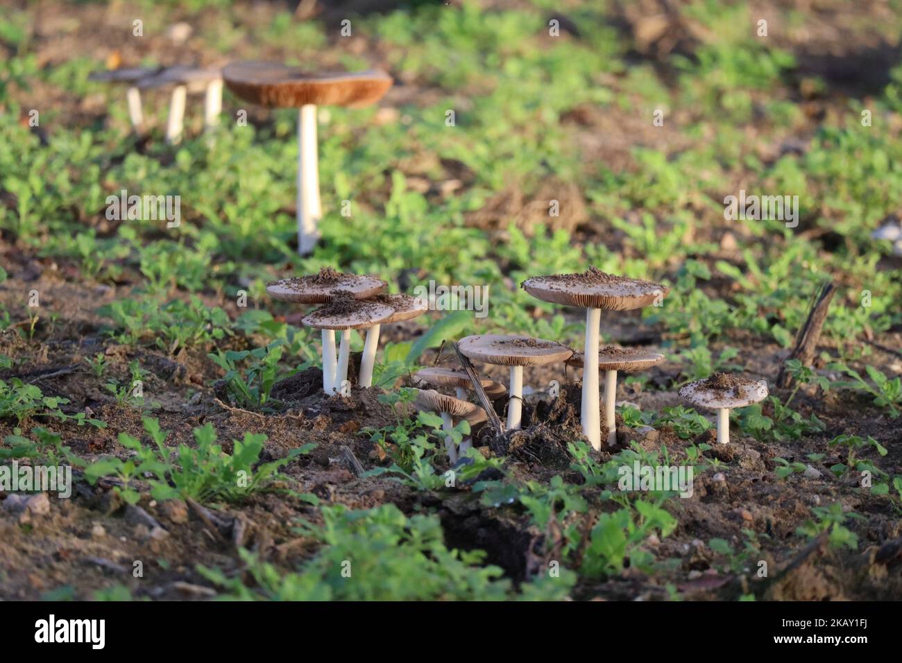 countless Mushrooms shoot out of the Ground Stock Photo