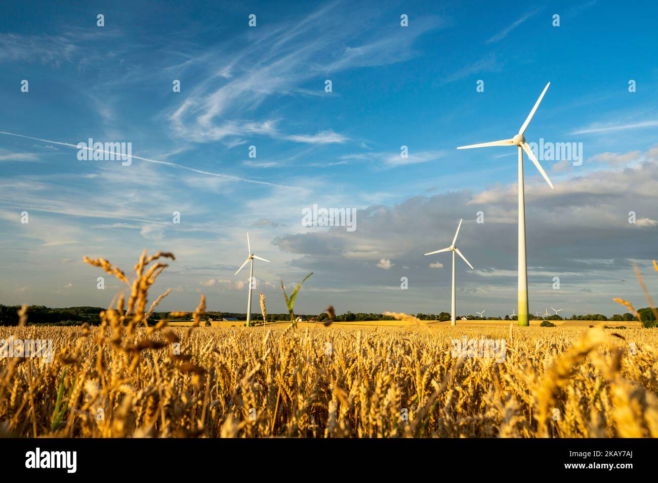 A group of wind turbines in the golden field against a blue clouded sky ...
