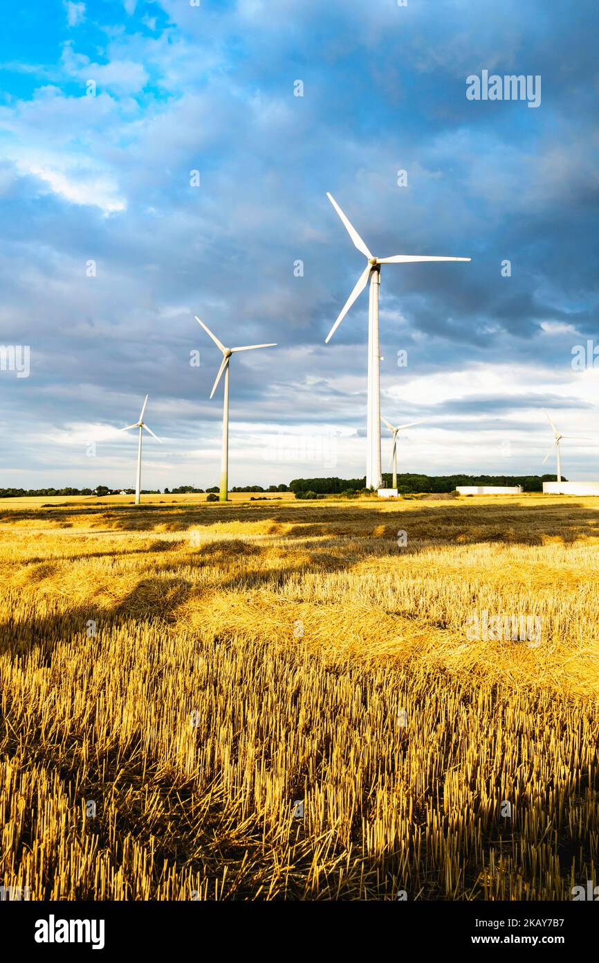 A group of wind turbines in the golden field against a blue clouded sky ...