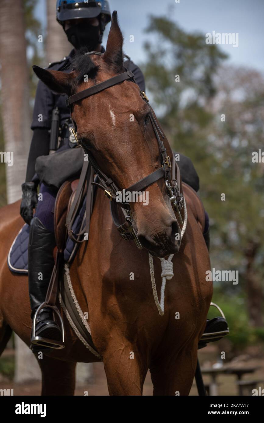 A vertical shot of a Standardbred horse Stock Photo