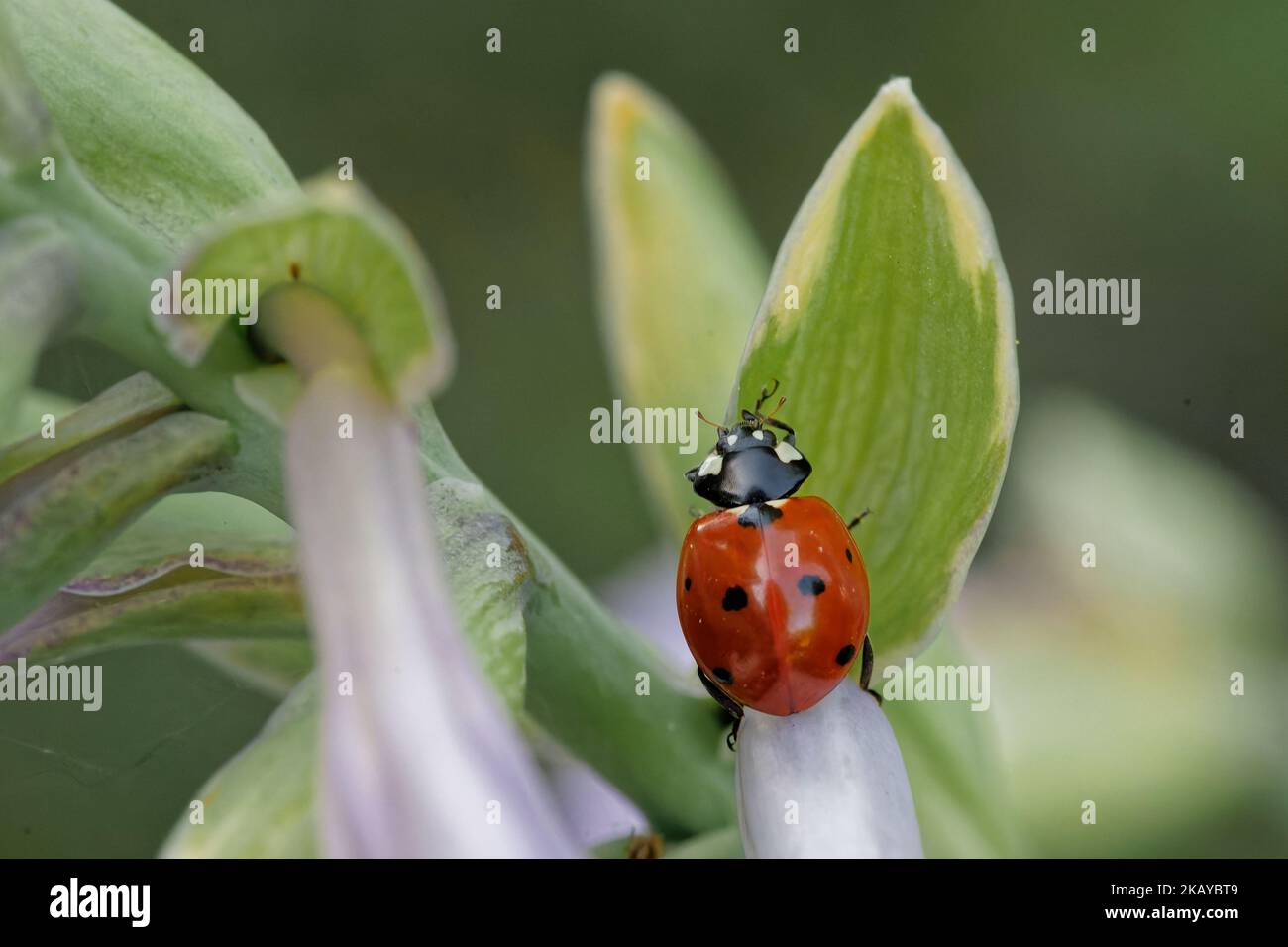 A closeup of a seven-spot ladybug on a plant leaf Stock Photo
