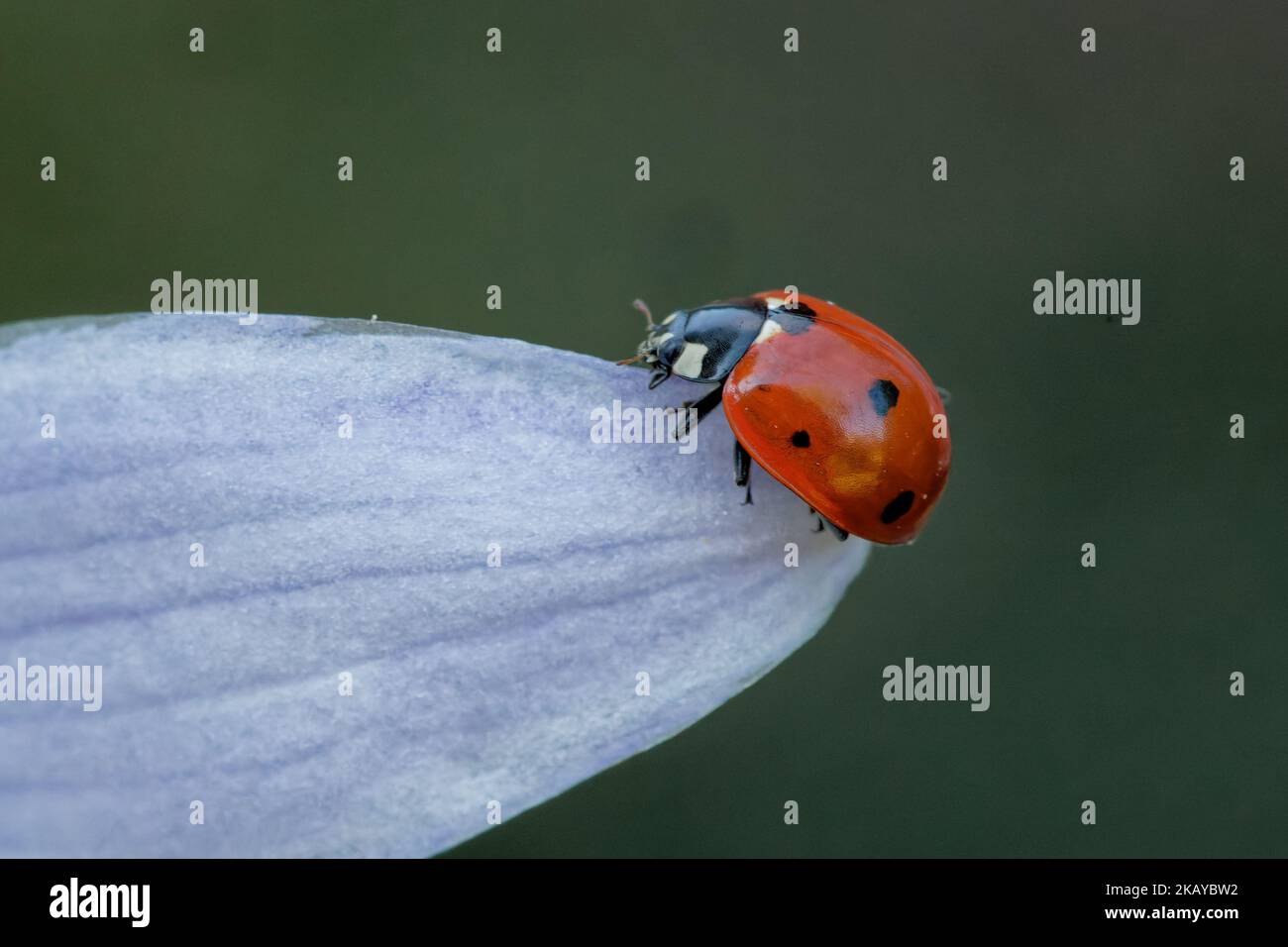 A closeup of a ladybug on the edge of a leaf Stock Photo