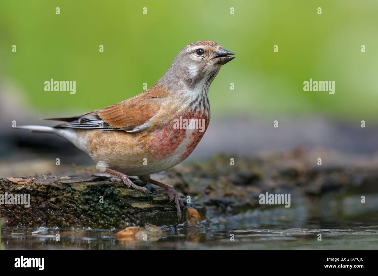 Male Common Linnet (Linaria cannabina) stands near a waterpond in spring and drinks some water with joy Stock Photo