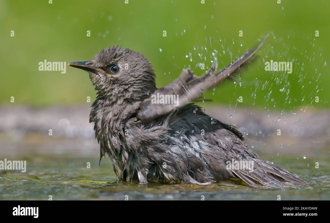 Startled young Common starling (Sturnus vulgaris) bathing with splashes and great emotions Stock Photo