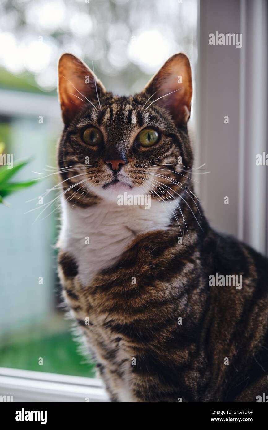 A beautiful tabby cat (Felis catus) on a window sill Stock Photo - Alamy