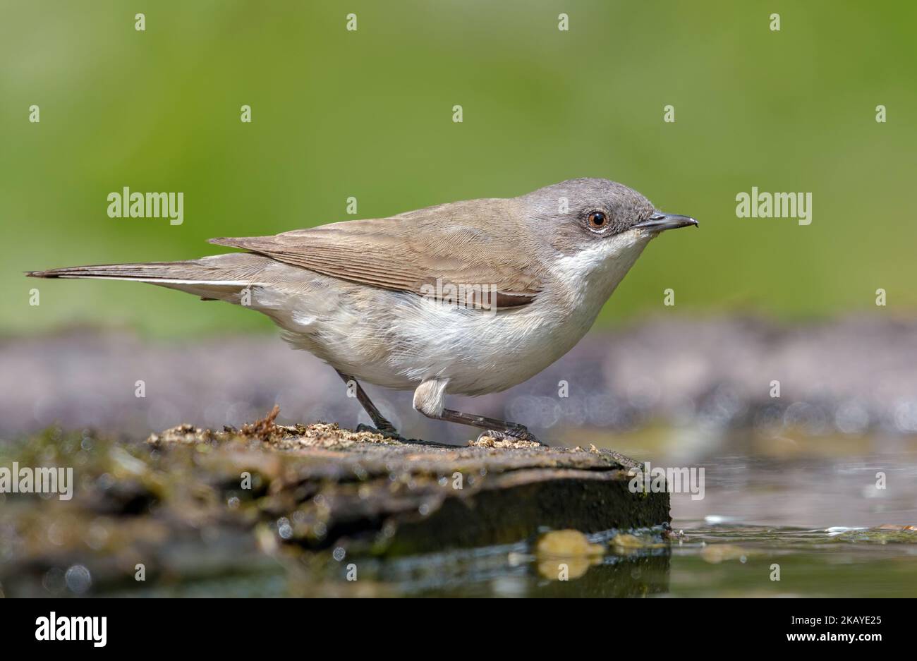 Lesser whitethroat (Curruca curruca) sitting and posing near a water pond in sunny day Stock Photo