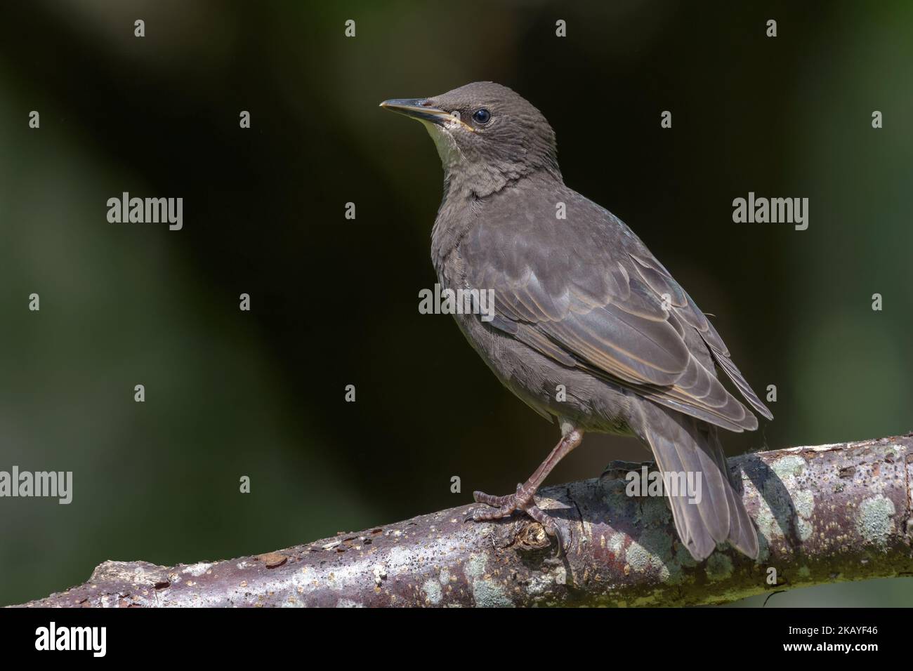 Young Common starling (Sturnus vulgaris) looking bravely while posing on a stick with dark background Stock Photo