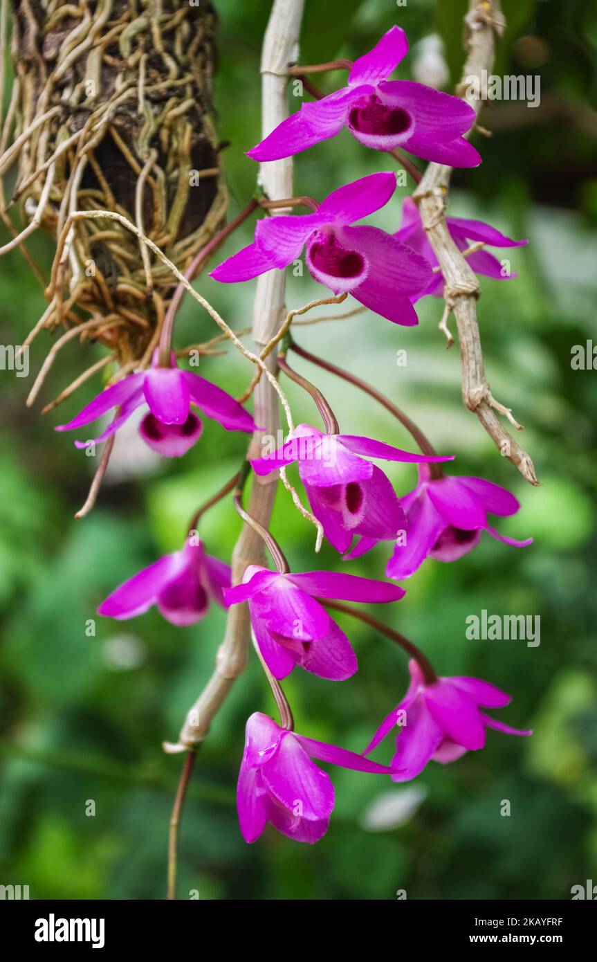 Closeup view of colorful purple flowers of dendrobium parishii epiphytic orchid species blooming outdoors on natural background Stock Photo