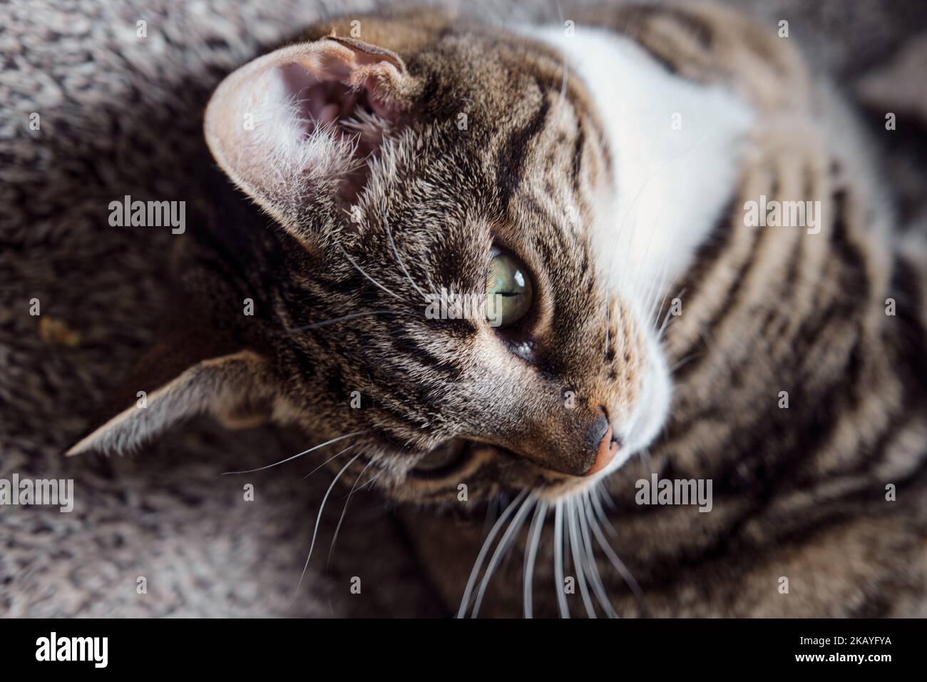 A close up of a beautiful tabby cat (Felis catus) lying on a carpet ...