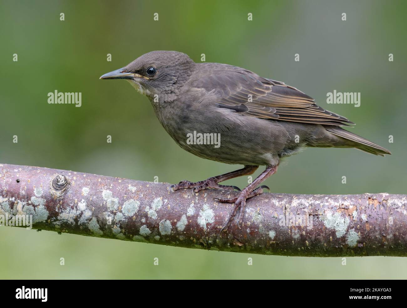 Gray Young Common starling (Sturnus vulgaris) looking from his perch to a new life Stock Photo