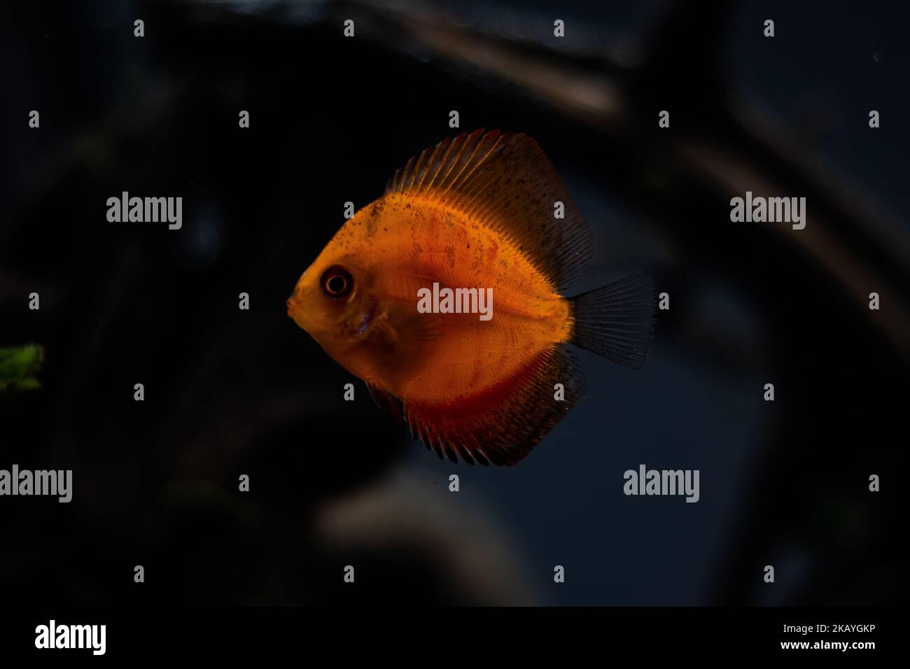 A closeup of a gold Symphysodon discus fish Stock Photo