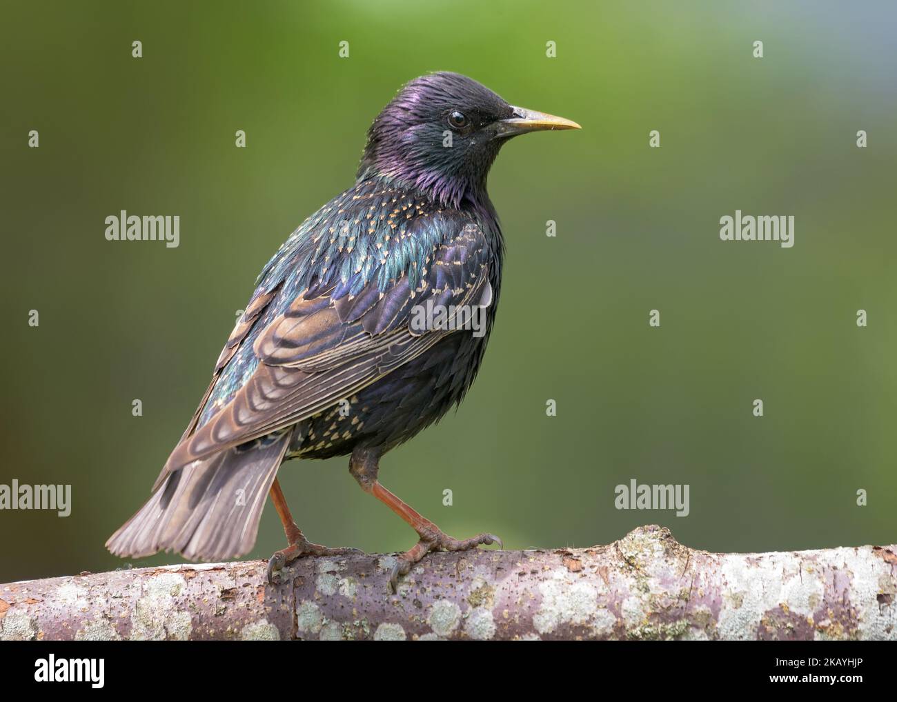 Female Common starling (Sturnus vulgaris) looking curiously and posing on a thick stick Stock Photo