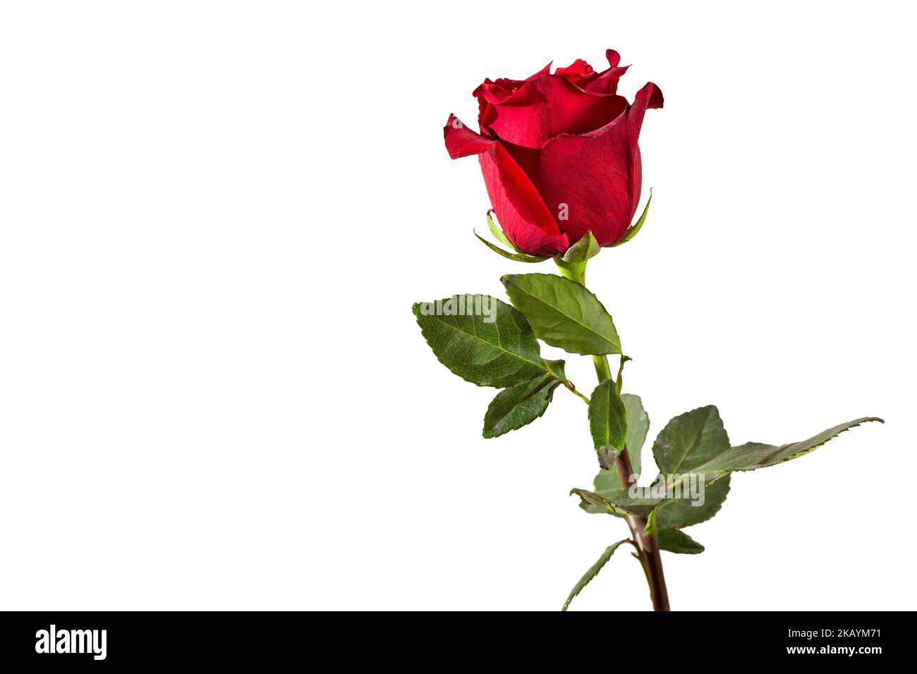 Red Rose On The White Wall Background Stock Photo Alamy Red rose on the white wall background stock photo alamy