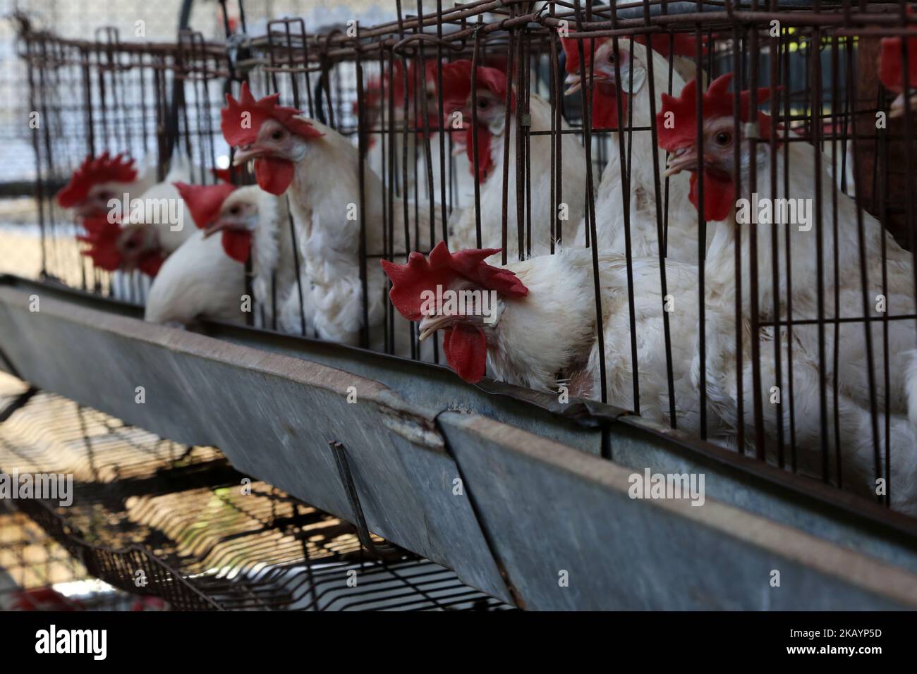 Chicken are seen inside a coop at a poultry farm , in Gaza City on July ...